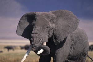 Elephant Tanzanie ENDEWELT Alain