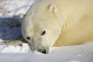 Legend: English and French English Place: Churchill - Manitoba state - Canada Season: october, november Behaviour: from october to mid-november, the polar bears gather on the banks of Hudson Bay (north of the province of Manitoba) waiting the formation of the ice floe. Churchill, “polar bear capital of the world”, attracts thousands of tourists each year but there’s no road to get there. The only way is by train or plane…. Created in 1996, the Wapusk National Park (“white bear” in the Cree language) shelters one of the three largest concentrations of polar bears in the world. The white bear, or polar bear, is the largest terrestrial carnivore. An adult male is 2.4 to 3 meters in length and weighs 400 to 600 kg. The female is much smaller and lighter than the male. At birth, a baby cub measures about 25 cm and weighs 500 to 800 g. The bears’ territory is immense. In fact, one bear can cover up to 100 km a day. An important layer of fat under its skin and a thick coat of fur protect it from cold and blizzards. At the approach of winter, the tundra, vast inhospitable expanse, allows the bear little chance at finding something to eat. To stave off its hunger, it goes to a bay for some seaweed. Still groggy from several months of fasting, the bear must economise its energy, as it has already lost half of its weight. Hungry and dangerous at this time of year, the bear braves the roads of Churchill in the early morning or late at night in its quest for food. The bears wait patiently near the river for the ice floe to form so they can, at last, go hunt seals and eat their fatty meat. The bear is protected in all countries where it lives. Français Lieu: Churchill - État du Manitoba - Canada Saison: octobre, novembre Comportement: d’octobre à mi-novembre les ours polaires investissent les rives de la baie d’Hudson (Nord de la province du Manitoba) en attendant la formation de la banquise. Churchill “capitale mondiale de l’ours polaire” attire des