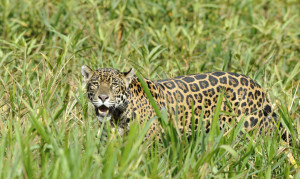 jaguar B 13 7