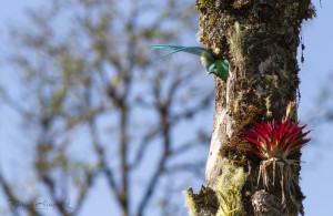 Mâle Quetzal prêt à sortir du nid